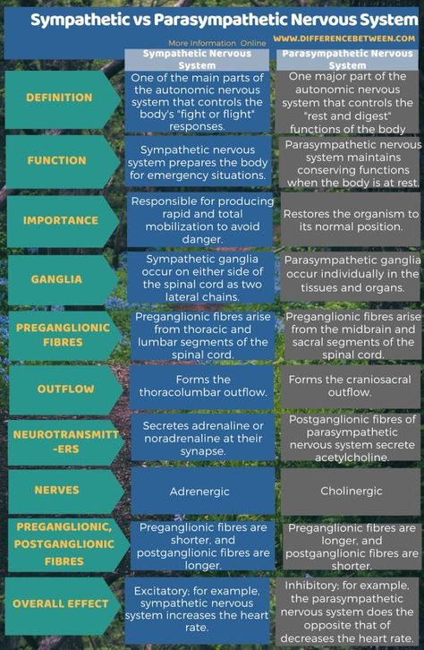 Difference Between Sympathetic and Parasympathetic Nervous System in Tabular Form Nervous System Anatomy, Biology Textbook, Plant Physiology, Medical Study, Cellular Respiration, Peripheral Nervous System, Biology Facts, Brain Facts, Brain Anatomy