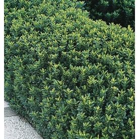 Euonymus Hedge, Texas Gardens, Chicken Yard, Cypress Mulch, Types Of Mulch, Architectural Plants, Hedging Plants, Waterwise Garden, Grey House