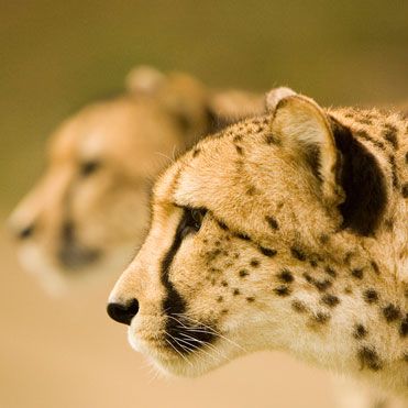 Cheetah Side View, Santa Rosa California, Animals Safari, Animal Reference, The Cheetah, Animal References, Wildlife Safari, Cheetahs, Amazing Animals