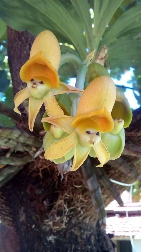 Stunning Catasetum "epiphytic Orchids". How adorable! Wonderland Garden, Strange Flowers, Rare Orchids, Weird Plants, Exotic Orchids, Beautiful Plants, Wonderful Flowers, Unusual Plants, Unusual Flowers