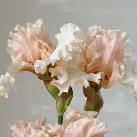 Florist Brooke Snodgrass on Instagram: "If you’re looking for your sign to choose a late May/early June wedding date … just check out those ruffles 🤩 a whole wedding full of Iris would be beyond dreamy!" Iris Wedding Flowers, Early June Wedding, Iris Wedding, Iris Bouquet, Single Flowers, June Wedding, Single Flower, Wedding Date, Grimm