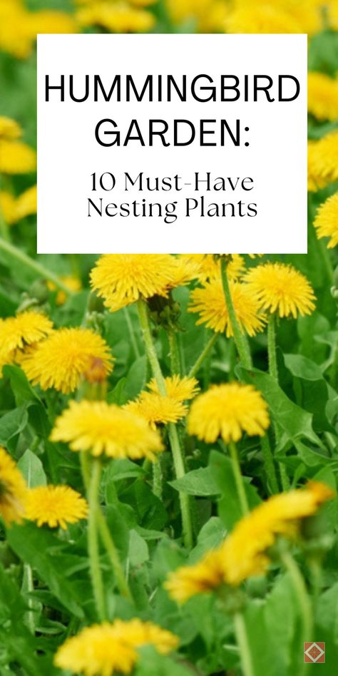 Create a hummingbird garden with these 10 must-have nesting plants. Ideal for your hummingbirds board, this guide provides detailed information on each plant and tips for attracting and supporting nesting hummingbirds. Save this pin and click for the full list of plants and detailed care instructions. Flowers For Hummingbirds, Feeding Hummingbirds, Hummingbird Habitat, Cinnamon Fern, Hummingbird Plants, Giant Sunflower, Hummingbird Flowers, Hummingbird Garden, Late Winter