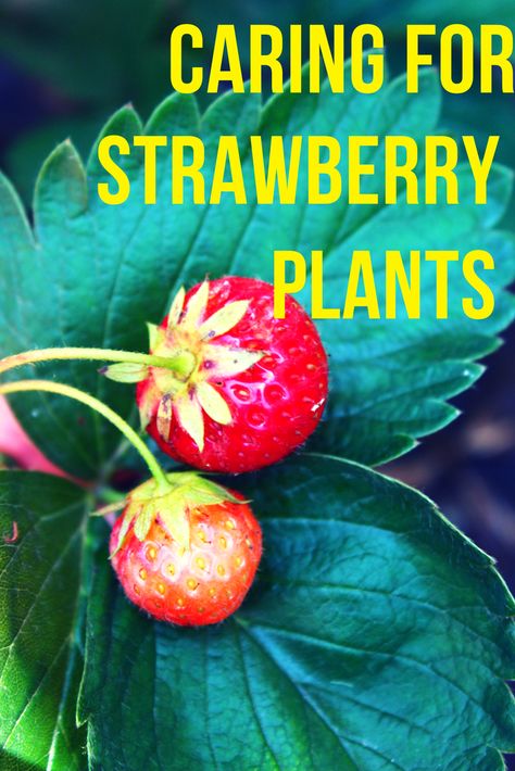 Strawberry Plant Care, Strawberry Gardening, Strawberry Bush, Ornamental Garden, Growing Raspberries, Strawberry Plant, Strawberry Planters, Strawberry Garden, Healthy Strawberry