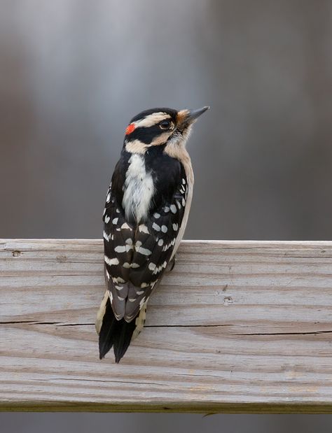 Bill Hubick Photography - Downy Woodpecker (Picoides pubescens) Downy Woodpecker, Signs From The Universe, Woodpeckers, Wood Bird, Baby Bird, Birds Tattoo, Bird Watching, Bird Feathers, Emphasis