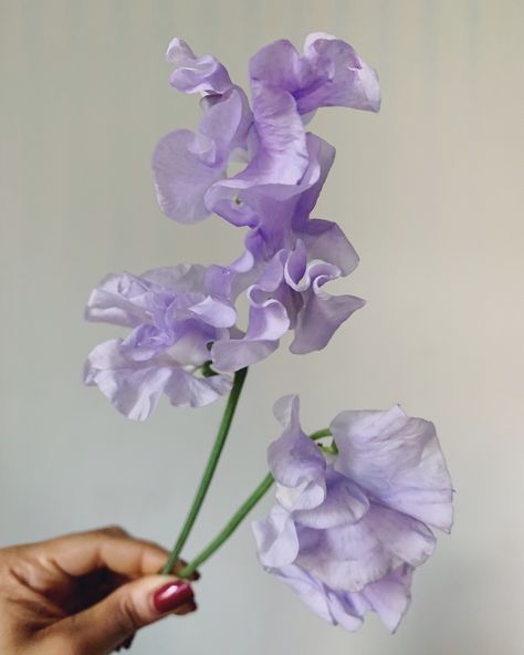 Sweet pea flower purple. Spring wedding flower ideas. Hand tied flower arrangement video tutorial linked in my Instagram! Purple Sweet Pea Flowers, Lavender Sweet Pea, Purple Spring Wedding, Purple Sweet Pea, Spring Wedding Flower, Flower Palette, Purple Spring Flowers, Sweet Pea Flower, Wedding Flower Ideas