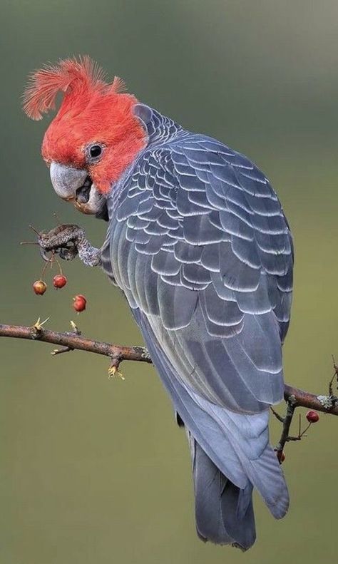 Australian Parrots, Birds Of Australia, Painted Desk, Gang Gang, Bird Watcher, Australian Birds, Wildlife Photos, Tropical Birds, Pretty Birds