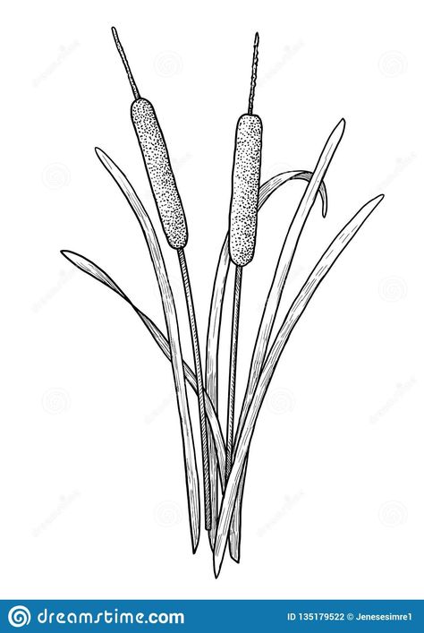 Cattail Illustration, Cat Tail Plant, Ink Line Art, Hocus Pocus Spell, White Hawk, Hocus Pocus Spell Book, Cat Tails, Genealogy Chart, Creative Drawing Ideas