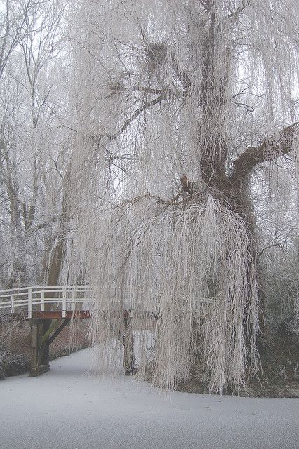 White Willow Tree, Tree In Winter, Weeping Willow Tree, White Willow, Winter Fairy, Weeping Willow, Snow Angels, Color Crush, Willow Tree