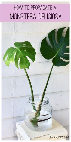 House Plants Monstera, Water Propagation Monstera, Monstera Plant Propagation In Water, Propagating A Monstera, How To Propagate Philodendron Plant, How To Take Care Of Monstera Plant, Monstera Outdoors, How To Propagate Philodendron, Monstera Deliciosa Propagation