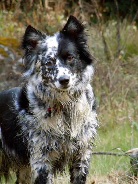 Blue heeler border collie mix Australian Collie, Blue Heeler Border Collie, Border Collie Mix Puppies, Border Collie Colors, Husky Puppies, Aussie Puppies, Border Collie Mix, Husky Mix, Collie Mix