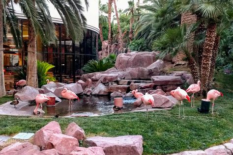 Flamingo Habitat, Flamingo Las Vegas, Animal Habitat, Flamingo Hotel, Zoo Architecture, Las Vegas Boulevard, Water Playground, Real Family, Family Vacation Destinations