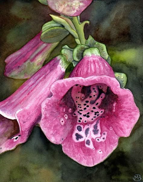 Michael Buszko | WATERCOLOR | Purple Flowers Purple Flowers Painting, Watercolor Tips, Flowers Paintings, Botanical Illustration Vintage, Watercolour Flowers, Watercolor Flowers Paintings, Botanical Painting, Botanical Watercolor, Floral Artwork