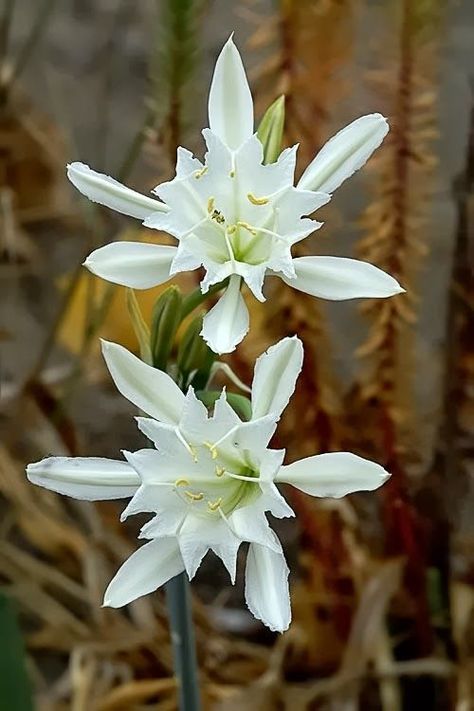 ˚Pancratium Maritimum Sea Daffodil, Moon Garden, Unusual Flowers, Airbrush Art, White Gardens, Exotic Plants, Exotic Flowers, Flower Beauty, Beautiful Blooms