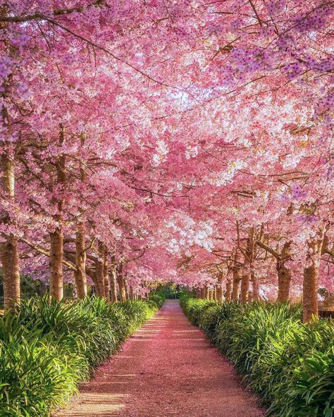 *🇳🇿 Cherry blossoms (Waikato, New Zealand) by Meghan Maloney (@meghanmaloneyphotography) on Instagram 🌸cr. Photo Ideas Instagram Nature, Spring Landscape Photography, Flor Iphone Wallpaper, Photo Ideas Instagram, Landscaping Images, Nature Spring, Spring Landscape, Blossom Tree, Golden Light