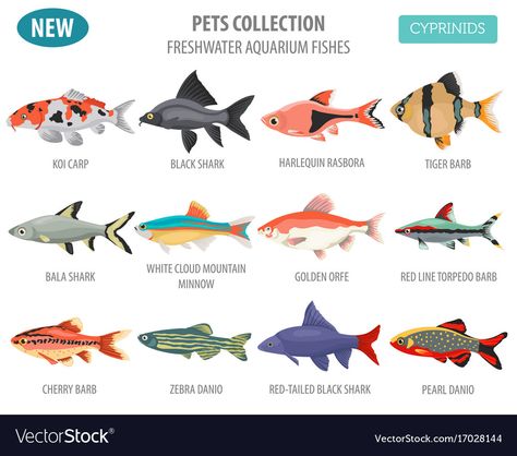 Illustrated Fish, Fish Infographic, Doodle Reference, Community Fish Tank, Best Aquarium Fish, Fish Chart, Pig Breeds, Saltwater Aquarium Fish, Tropical Fish Aquarium