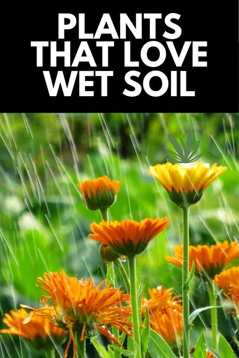 Water Tolerant Plants, Landscaping Ideas For Wet Yard, Plants For Waterlogged Soil, Plants That Like Water, Marsh Plants Landscapes, Plants That Need A Lot Of Water, Front Yard Landscaping Clay Soil, Plants That Like A Lot Of Water, Plants For Soggy Areas