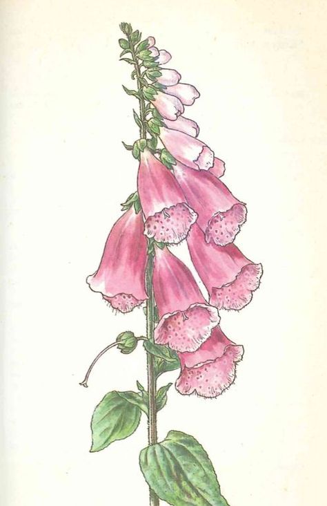 Foxglove Flower Painting, Foxglove Drawing, Realistic Flower Drawing, Fox Glove, Watercolor Art Inspiration, Flower Line Drawings, Watercolor Flowers Tutorial, Angel Drawing, Drawn Flowers