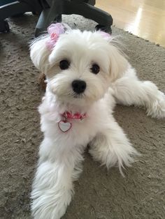 Beautiful #maltese. Maltichon Haircut, Anjing Maltese, Maltese Haircuts, Maltese Dogs Haircuts, Maltipoo Haircuts, Maltese Haircut, Puppy Haircut, Puppy Cut, Maltese Puppies