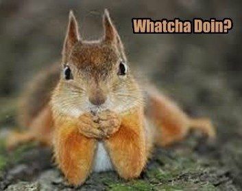 Squirrel Memes, Funny Squirrel Pictures, Animal Captions, Squirrel Pictures, Squirrel Funny, Cute Bunny Pictures, Funny Good Morning Quotes, Cute Good Morning Quotes, Bunny Pictures