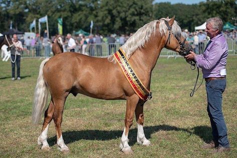 Horses for sale - Welsh Cob Horse Belgium Pony For sale llanidan esquire Miniature Horses For Sale, Cob Horse, Welsh Pony And Cob, Ponies For Sale, Welsh Pony, Pony Breeds, Miniature Horses, Horse Names, Miniature Horse