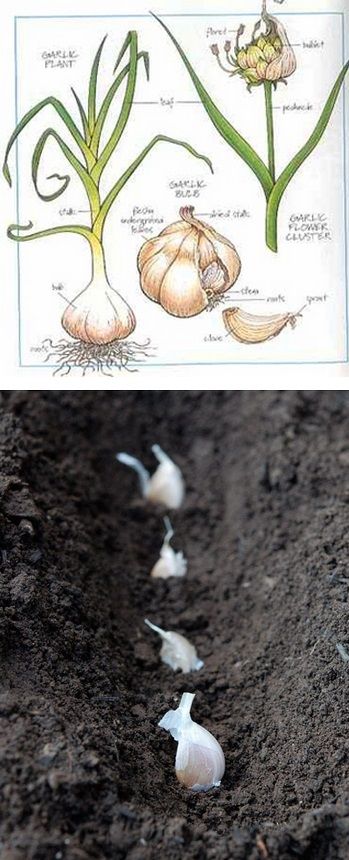 How to Plant and Harvest Garlic Plant Garlic, Grow Garlic, Growing Garlic, نباتات منزلية, Garden Veggies, Have Inspiration, Vegetable Gardening, Veggie Garden, Growing Food