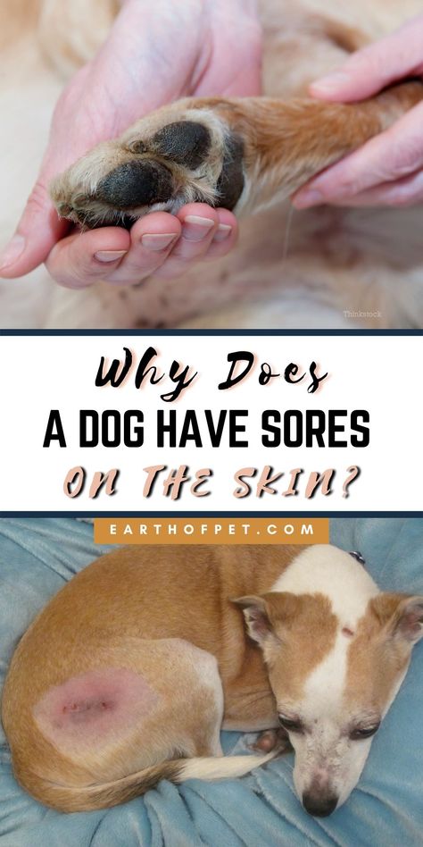 Oftentimes, dog owners use the catchall term “hot spots” to describe skin sores, but hot spots are a specific ailment Dog Hot Spot Remedy Diy, Dog Skin Problems Pictures, Hot Spots On Dogs, Pet Recipes, Dog Hot Spots, Dog Skin Problem, Meds For Dogs, Itchy Dog, Doggy Treats