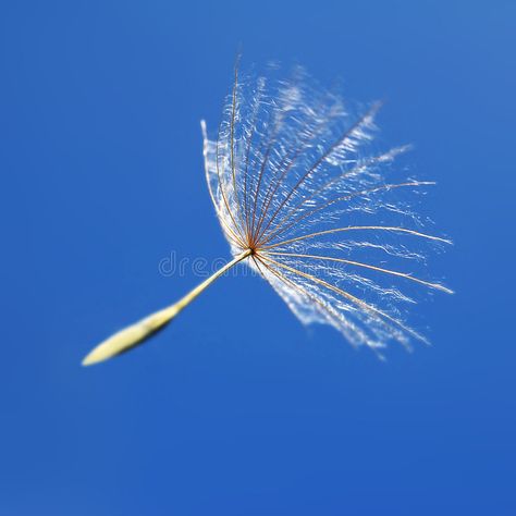 Fried Dandelion Flowers, Blowing A Dandelion, Dandelion Reference Photo, Dandelion Blowing In The Wind, Dandelion Seed, Dandelion Wish, Tower Design, Light Of Life, Fertility