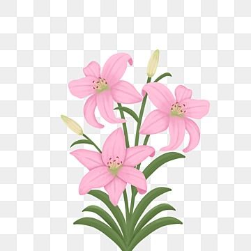 flower,lily flowers,plant,lily clipart,pink clipart,lily flower,flowers,flowers clipart,pink,pink lily,plant clipart,bouquet,cartoon lily,flowers illustration,pink flowers,squid decoration illustration,plants clipart,flowering branches,decoration,decoration clipart,hand painted,green leaf,pink flower clipart,green leaf clipart,free,beautiful lilies,delicate flowers,green leaf decoration,beautiful clipart,fresh,wedding flower,beautiful,lily illustration,flower illustration,drawn clipart,lily flow