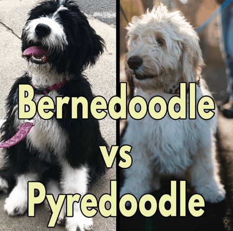 Great Pyrenees Doodle, Pyredoodle Puppy, Doodle Dogs, Bernedoodle Puppy, Farm Dogs, Hypoallergenic Dogs, Doodle Dog, Poodle Puppy, Great Pyrenees