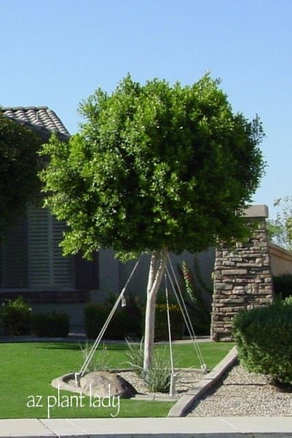 Ficus Tree Outdoor, Ficus Nitida, Ficus Benjamina, Ficus Tree, Lawn And Landscape, Gardening 101, Desert Garden, Shade Trees, Free Plants