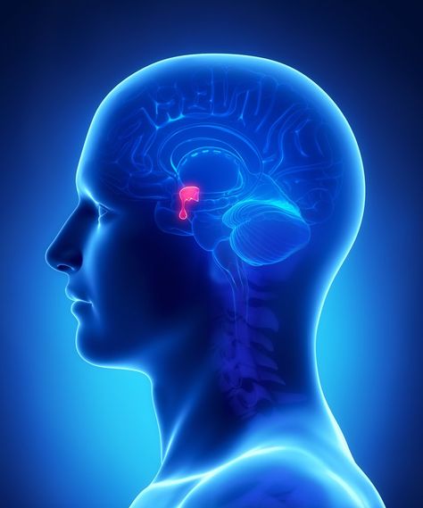 Table of ContentsWhat is a gland?What is the function of the pituitary gland?The hypothalamus controls the pituitary glandFeedback loop: How does the pituitary gland know when to stop secreting hormones?A Final WordSuggested ReadingThe pituitary gland is known as the ‘master gland’ of the body. In its role as the master gland, it looks after a wide variety of functions. You name it and the pituitary likely controls it, from growth and development (in children) and metabolism, to our Dna Genetics, Fruit Nutrition, Space Research, Medical Videos, Pituitary Gland, Business Presentation Templates, Nerve Pain Relief, Slang Words, Knee Pain Relief