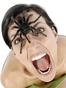 Nope, not me Hobo Spider, Spider Bites, Never A Dull Moment, Spider Art, Mystery Thriller, Spiders, My Friend, Halloween Face Makeup, Sci Fi