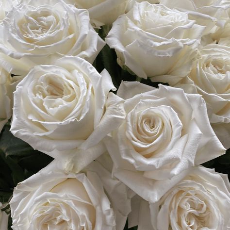 White Playa Blanca Rose, White Rose Aesthetic, White Roses Aesthetic, Odyssey Art, Easy Rose, Wedding Color Pallet, White Rose Bouquet, Cherry Wine, Moo Moo