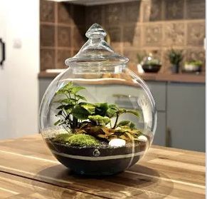 Ecosystem In A Jar, Garden In A Bottle, Make Your Own Terrarium, Closed Terrarium, Diy Terrarium Kit, Beautiful Terrariums, Decorative Pebbles, Terrarium Containers, Plant Parent