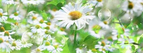 Header Flower, Aesthetic Daisy, Edit Cover, Season Aesthetic, Summer Banner, Twitter Header Photos, Header Photo, Wattpad Covers, Flower Nature