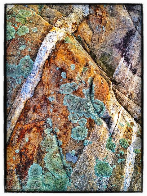 Organic Patterns In Nature, Portsmouth New Hampshire, Lichen Moss, Geology Rocks, Mushroom Fungi, Iphone Photo, Mushroom Art, Natural Forms, Abstract Photography