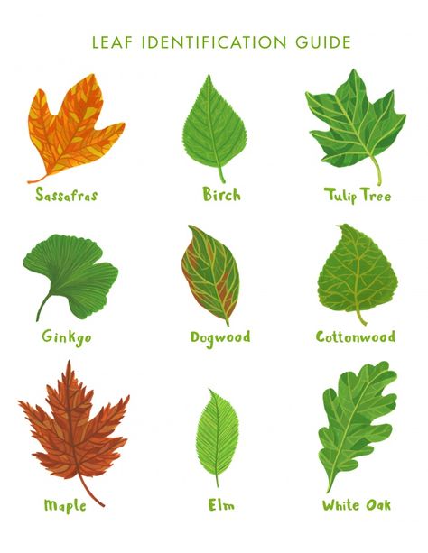 Rookie » Saturday Printable: Leaf Identification Guide Leaf Identification Chart, Plant Taxonomy, Tree Leaf Identification, Tree Unit, Identifying Trees, Tupelo Tree, Leaves Name, Leaf Identification, Printable Leaves