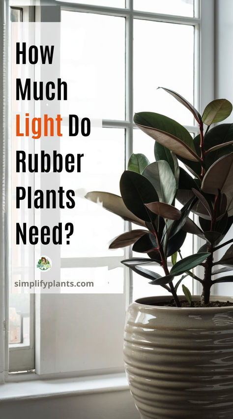 "Rubber plant care, Rubber plant sunlight, Rubber plant lighting, Indoor 
plant care, Houseplant light requirements, Rubber plant growth, Low light 
plants, Rubber plant care tips, Plant care guide, Rubber plant maintenance." Rubber Plant Care Indoor, Rubber Plant Indoor, Scandi Hallway, Rubber Plant Care, Rubber Tree Plant, Houseplants Low Light, Plant Light, Health And Vitality, Right Light