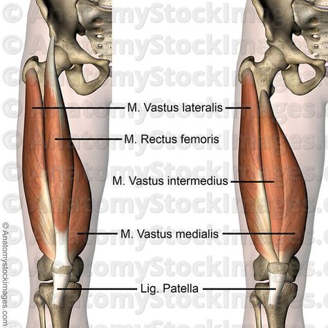 knee-muscles-musculus-quadriceps-femoris-vastus-lateralis-medialis-intermedius-rectus-femoris-ligamentum-patella-skin-names Anatomy Tricks, Knee Muscles, Vastus Medialis, Knee Anatomy, Muscle Names, Rectus Femoris, Quadriceps Femoris, Hip Anatomy, Muscle Diagram