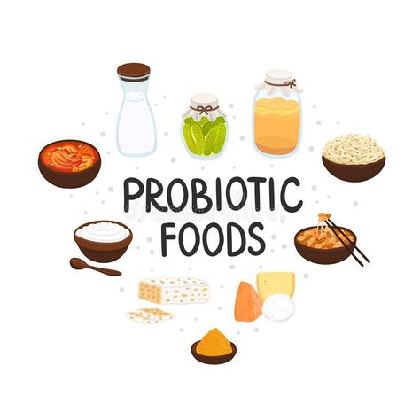 Vector probiotic foods. Best sources of probiotics. Beneficial bacteria improve health. Design is for label, brochure vector illustration Probiotics For Kids, Sources Of Probiotics, Natural Prebiotics, Probiotic Skin Care, Food Icon, Natural Probiotics, Healthy Gift, Prebiotics And Probiotics, Info Graphic