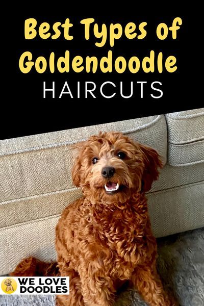 Goldendoodle Puppy Haircut Before And After, Goldendoodle Winter Haircut, F1b Goldendoodle Haircut, Goldendoodle Puppy Haircut, Goldendoodle Haircut Styles, Different Types Of Haircuts, Micro Goldendoodle, Types Of Haircuts, Poodle Doodles