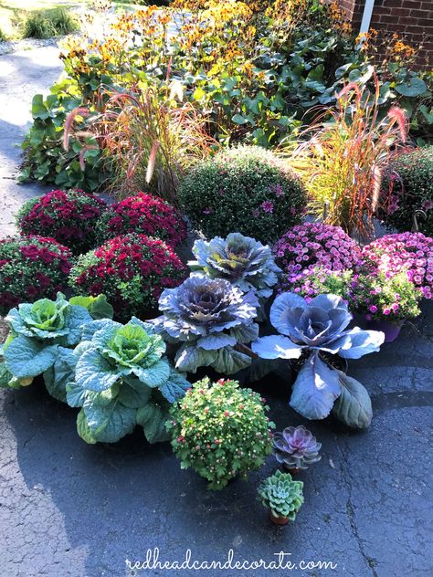 Fall Cabbage And Mums, Pink Mums Front Porch, Pansies And Cabbage Flower Bed, Burgundy Mums Fall Porch, Fall Garden Ideas Decor, Ornamental Cabbage Planter Fall, Orange Mums Front Porch, Yellow Mums Front Porch, Planted Mums Front Yard