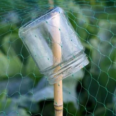 Bird Deterrents, Bird Netting, Garden Netting, Veg Garden, Home Vegetable Garden, Fruit Garden, Garden Pests, Small Jars, Veggie Garden