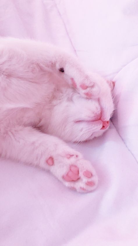 Pink Kitten Wallpaper, Draw Cute Cat, Cat Aesthetic Cute, Cat Drawing Cute, Aesthetic Cute Cat, Cute Cat Pfp, Wallpapers Cat, Cat Draw, Paw Wallpaper