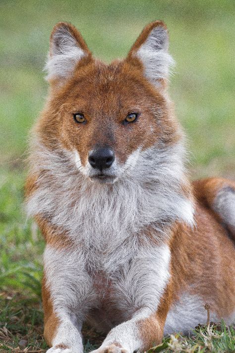 Dhole Dog, Dhole Animal, Wild Animals Photos, Wild Dog, Tropical Animals, Interesting Animals, Wild Dogs, Zoology, Animals Of The World