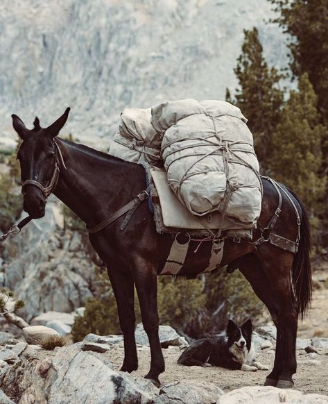 Astral Witch, Horse Packing, Mules Animal, Fantasy Country, Iceland Volcano, Pack Mule, Horse Travel, Broken Record, Horse Sketch