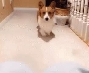 I Need Cuddles GIF - INeedCuddles NeedCuddles - Discover & Share GIFs Sunday Gif, Corgi Gif, Cute Creatures, Sweet Animals, Dog Gifs, Shiba Inu, 귀여운 동물, Cute Funny Animals, Animal Gifs