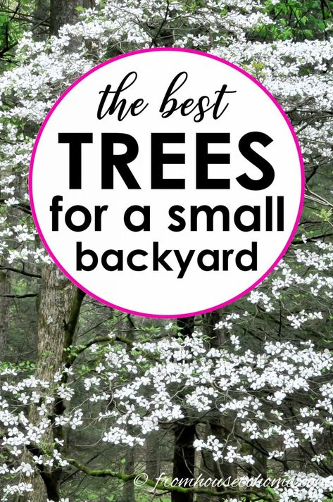 Best Backyard Trees, Privacy Backyard, Shade Loving Shrubs, Trees For Front Yard, Backyard Ideas For Small Yards, Japanese Cherry Tree, Backyard Trees, Small Yards, Illustration Simple