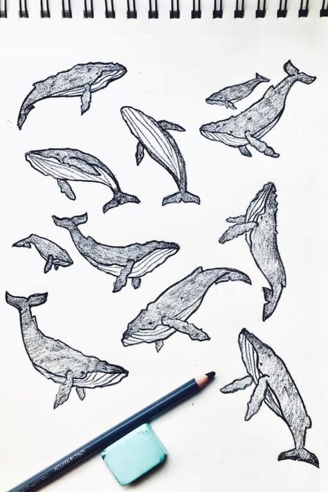 Whale Anatomy Drawing, Humpback Whale Drawing Easy, Humpback Whale Sketch, Whale Drawing Aesthetic, Whale Drawing Pencil, Quick And Easy Drawings, How To Draw A Whale, Easy Whale Drawing, Whale Drawing Simple