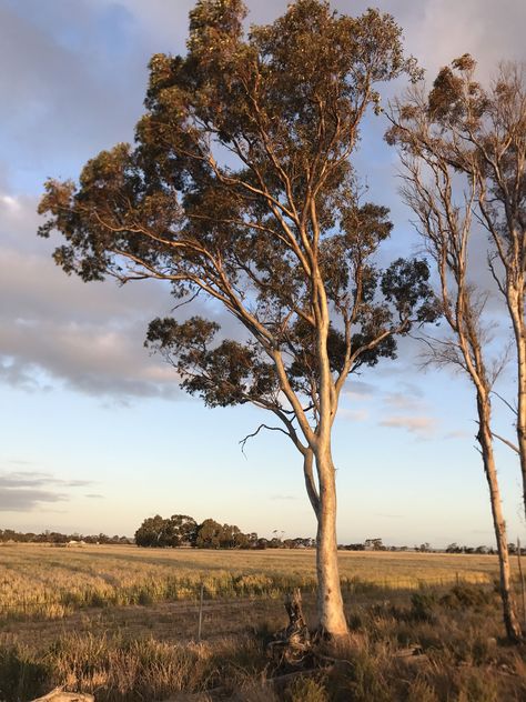 Nature Reference Photos For Artists, Environment Reference Photography, Sternum Piece, Skibo Castle, Inktober Prompts, Landscape Photography Trees, Australia Landscape, Eucalyptus Trees, Landscape Inspiration